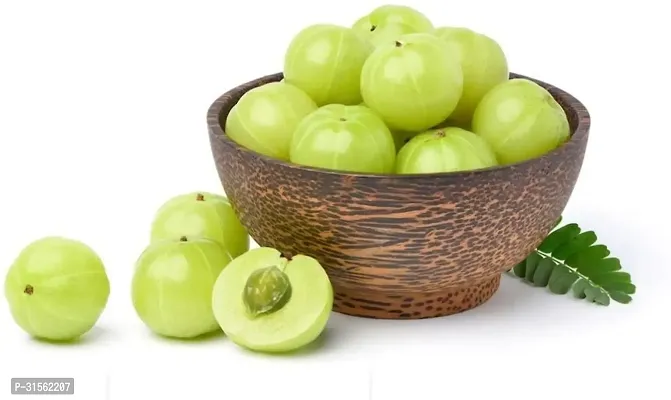 Fruiting Amla Plant - Sweet and Tart-thumb2