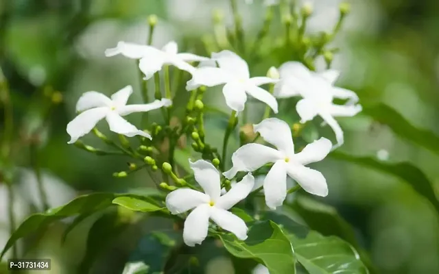 Fragrant Jasmine Plant - Perfect for Relaxation-thumb0