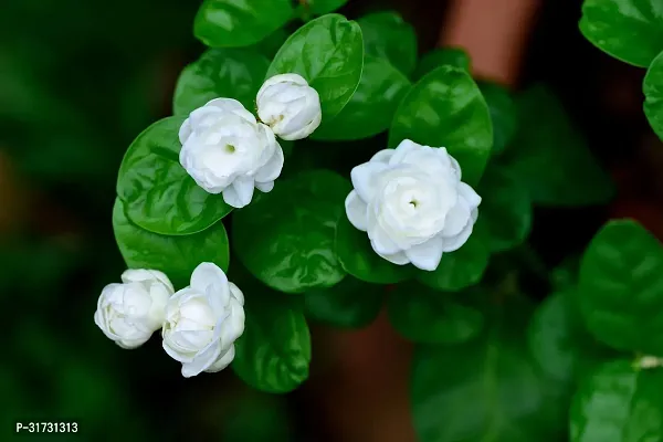 Jasmine Plant with Pot - Perfect for Gifting-thumb2