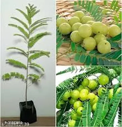 Soil-Free Amla Plant - Hydroponic Growing-thumb2