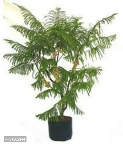 Outdoor Amla Tree - Great for Yards-thumb0