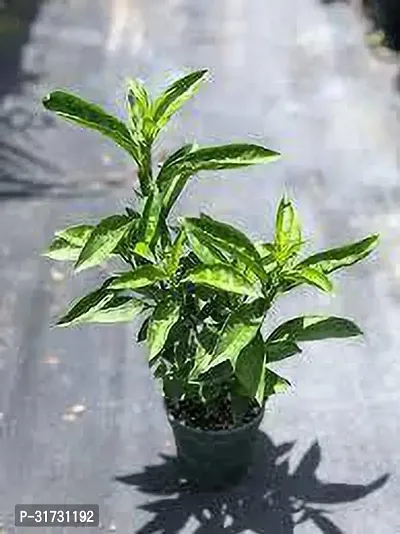 Healthy Jasmine Plant - Perfect for Any Room-thumb0