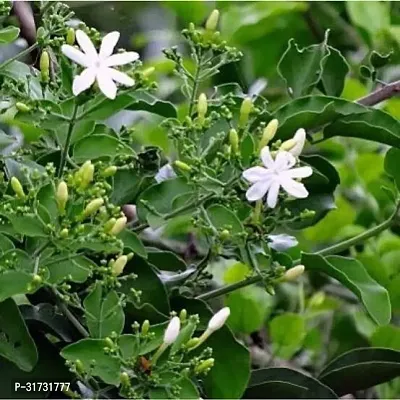 Healthy Jasmine Plant - Perfect for Indoor Spaces-thumb3