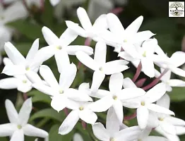 Healthy Jasmine Plant - Perfect for Any Space-thumb1