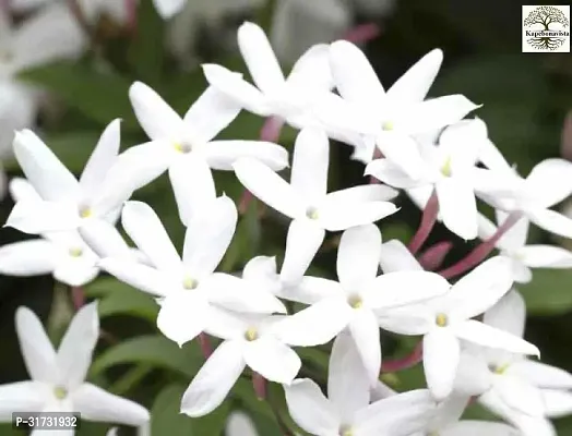 Healthy Jasmine Plant - Perfect for Any Space-thumb2