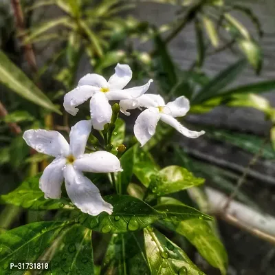 Potted Jasmine Plant - Easy to Grow and Maintain-thumb0