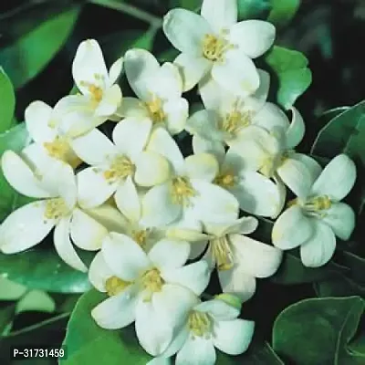 Seasonal Jasmine Plant for Blooms-thumb0