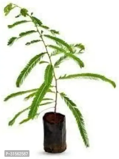 Rare Amla Plant - Limited Stock-thumb2