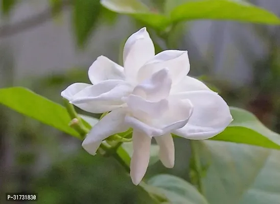 Jasmine Plant for Indoor Decor - Beautiful and Aromatic-thumb0