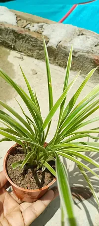 Healthy Spider Plant - Beautiful Indoor Decor-thumb1