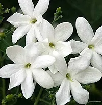 Jasmine Plant with Pot - Easy to Maintain-thumb2