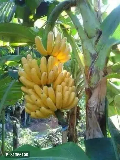 Fresh Musa Banana Plant - Easy to Grow Indoors-thumb0