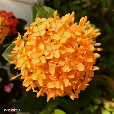 Sweet-Smelling Jasmine Plant for Balconies-thumb0