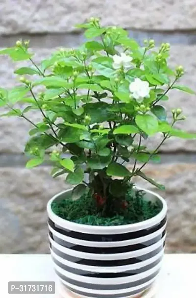 Jasmine Plant for Garden - Beautiful and Fragrant Blooms-thumb0