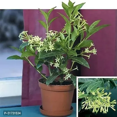 Potted Jasmine Plant - Beautiful and Easy to Care For-thumb0