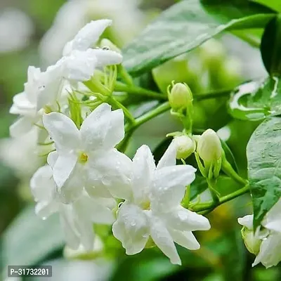 Jasmine Plant for Indoor and Outdoor Use-thumb0