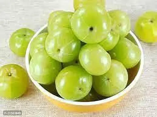 Healthy Amla Plant - Boosts Immunity-thumb2