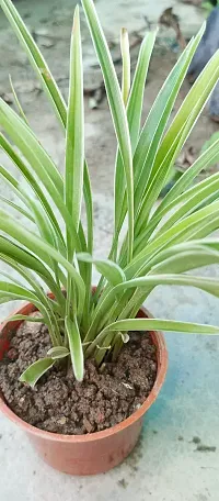 Live Spider Plant - Easy Care Indoor Plant-thumb1