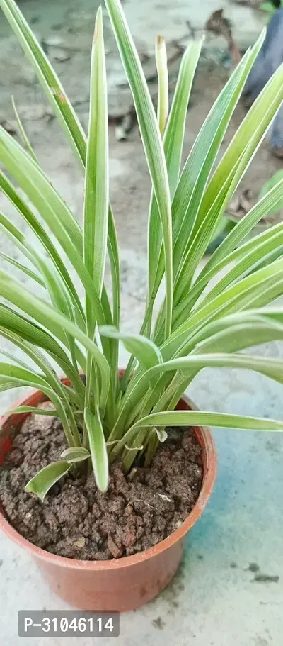 Live Spider Plant - Easy Care Indoor Plant-thumb2