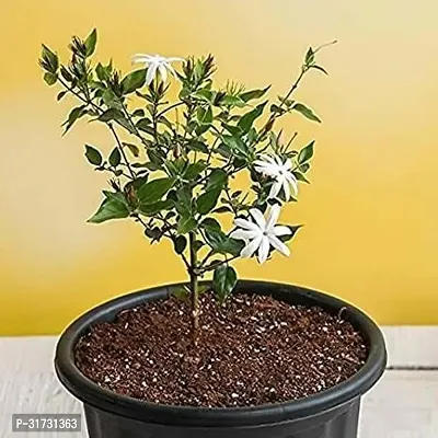 Live Jasmine Plant - Beautiful and Aromatic-thumb0