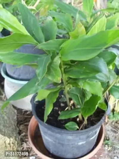 Live Elaichi Plant - Perfect for Home Gardens-thumb0