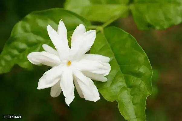 Jasmine Plant for Home Decor - Aromatic and Easy to Grow-thumb0