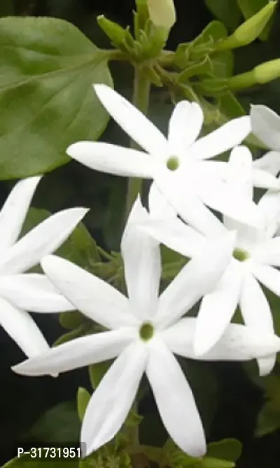 Jasmine Plant with Pot - Easy to Maintain-thumb0