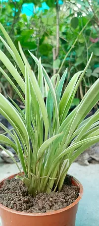 Chlorophytum comosum - Spider Plant in 4-Inch Pot-thumb2