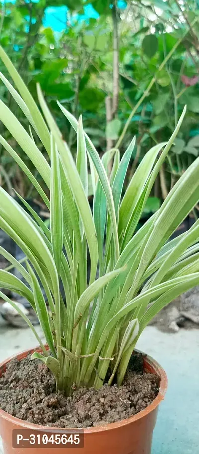 Chlorophytum comosum - Spider Plant in 4-Inch Pot-thumb3