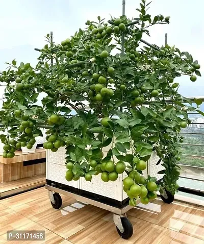 Ber Apple Tree - Suitable for Bonsai-thumb0