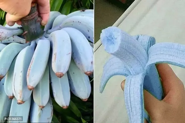 Cold Hardy Banana Plant - Grow Bananas in Cooler Climates-thumb0