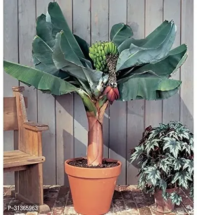 Exotic Red Banana Plant - Vibrant Foliage, Easy Care-thumb0