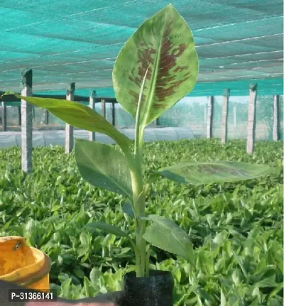 Dwarf Indoor Banana Plant - Easy to Care For-thumb0