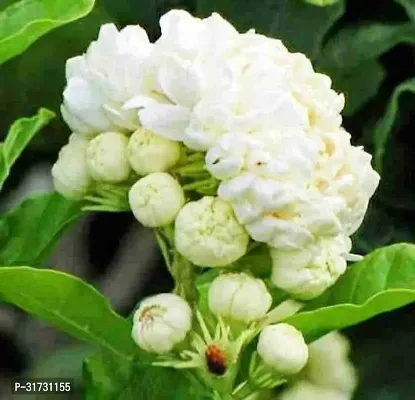 Jasmine Plant for Indoor Decor - Aromatic and Easy to Grow-thumb0