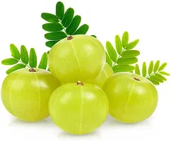 Fruiting Amla Plant - Sweet and Tart-thumb2