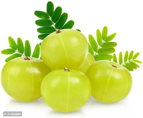 Fruiting Amla Plant - Sweet and Tart-thumb3