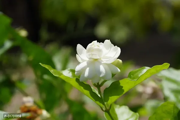 Perennial Jasmine Plant in Stylish Planter-thumb0