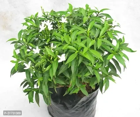 Jasmine Plant with Pot - Easy to Maintain-thumb0