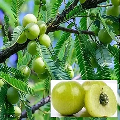 High-Altitude Amla Plant - Thrives in Mountains-thumb2