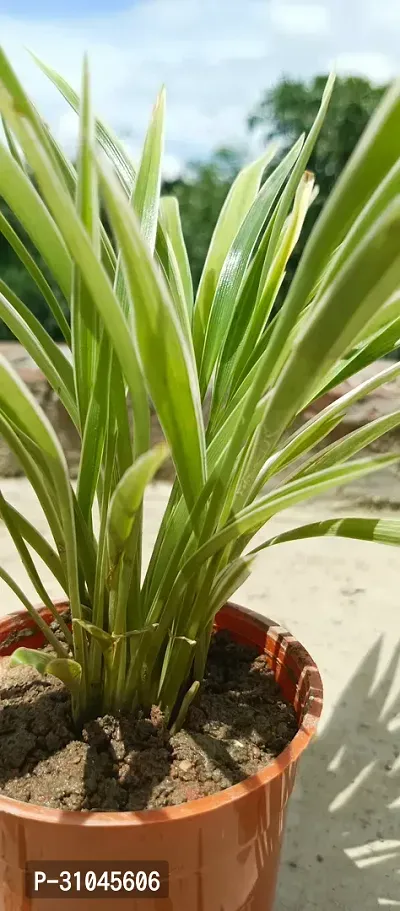 Healthy Spider Plant - Beautiful Indoor Decor-thumb2