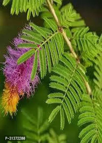 Prosopis Cineraria - Natures Gem-thumb0