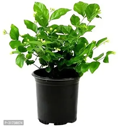 Sweet-Smelling Jasmine Plant for Balconies-thumb2