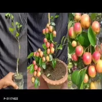 Ber Apple Plant - Disease Resistant-thumb0