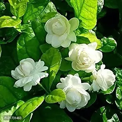 Compact Jasmine Plant for Apartments-thumb0