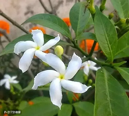 Low-Water Jasmine Plant for Conserving Resources-thumb0