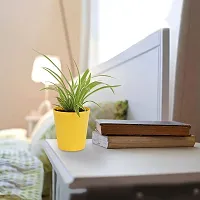 Spider Plant - Indoor Air Purifying Houseplant-thumb4