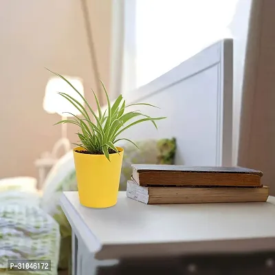 Spider Plant - Indoor Air Purifying Houseplant-thumb5