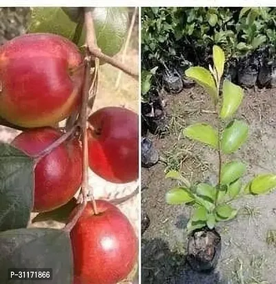 Juicy Ber Apple Plant - Ideal for Snacks-thumb0