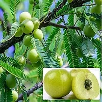 High-Altitude Amla Plant - Thrives in Mountains-thumb1