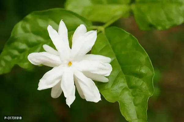 Jasmine Plant - A Natural Air Purifier-thumb0